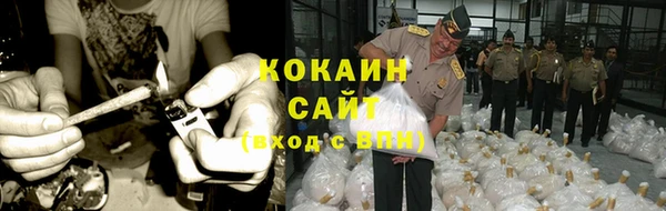 шишки Корсаков